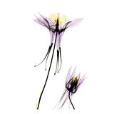 Columbine Couple Print by Albert Koetsier