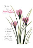 Pink Spring Crocus, Mother Poster par Albert Koetsier