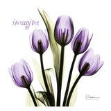 Tulip in Purple, Imagine Poster von Albert Koetsier