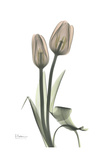Tulip, Marjorie Lámina por Albert Koetsier