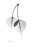 Bodhi Tree Leaves in Black and White Poster par Albert Koetsier