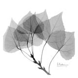 Aspen in Black and White Posters par Albert Koetsier