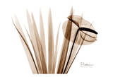 Flamingo Plant in Brown Posters par Albert Koetsier
