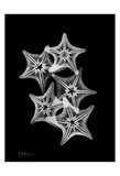 Star Fish Group on Black Poster par Albert Koetsier
