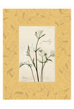 Parsley With Yellow Damask Frame Prints by Albert Koetsier