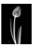 Lonely Tulip on Black Prints by Albert Koetsier
