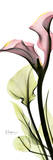 Albert Koetsier - Calla Lily in Color - Reprodüksiyon Albert Koetsier - Calla Lily in Color - Reprodüksiyon