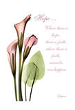 Albert Koetsier - Calla Lily in Pink, Hope Reprodukce Albert Koetsier - Calla Lily in Pink, Hope Reprodukce