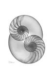 Nautilus Twins Art by Albert Koetsier