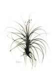 Tillandsia Top Prints by Albert Koetsier