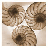Brown Shell Triple Prints by Albert Koetsier