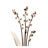 Lily of The Valley in Sienna Posters by Albert Koetsier