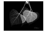 Aspen on Black Posters par Albert Koetsier