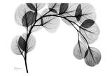 Arch of Eucalyptus in Black and White Prints by Albert Koetsier