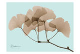 Ginkgo Leaves Brown on Blue Print by Albert Koetsier