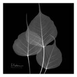 Bo Tree on Black Affiches par Albert Koetsier