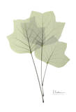 Tulip Tree in Green Lámina por Albert Koetsier