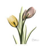 Bouquet de tulipes Affiches par Albert Koetsier