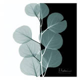Eucalyptus Green on Black Posters by Albert Koetsier