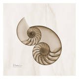 Brown Shell Pair Posters by Albert Koetsier