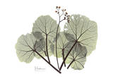 Begonia in Green Prints by Albert Koetsier