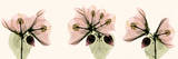 Spring Triple in Pink Láminas por Albert Koetsier