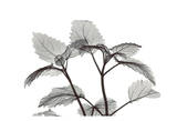 Lemon Balm in Black and White Affiches par Albert Koetsier