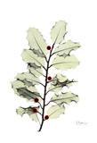 Holly With Berries Posters by Albert Koetsier