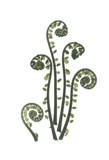 Fiddle Fern in Green Lámina por Albert Koetsier Fiddle Fern in Green Lámina por Albert Koetsier