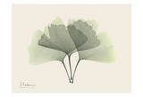 Ginkgo on Beige Posters by Albert Koetsier