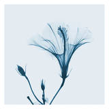 Hibiscus in Blue Posters by Albert Koetsier