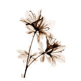 Azalea in Sienna Poster von Albert Koetsier