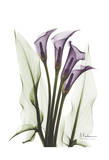Calla Lily Quad in Color Prints by Albert Koetsier