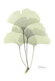 Ginkgo in Pale Green Prints by Albert Koetsier