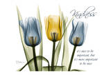 Tulip, Kindness Plakater af Albert Koetsier Tulip, Kindness Plakater af Albert Koetsier