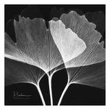 Ginkgo Close Up Black and White Art par Albert Koetsier