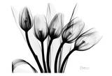 Early Tulips N Black and White Print by Albert Koetsier
