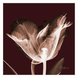 Tabitha Tulip Single Prints by Albert Koetsier