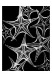 Star Fish A Plenty on Black Posters by Albert Koetsier