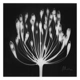 Lily of The Nile Black and White Prints by Albert Koetsier