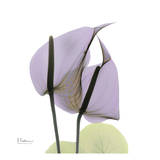 A Gift of Flowers in Lavender Prints by Albert Koetsier