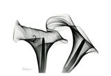 Calla Lily Close Up in Black and White Arte por Albert Koetsier Calla Lily Close Up in Black and White Arte por Albert Koetsier