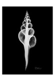 Fusinus Colus on Black Prints by Albert Koetsier