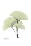 Ginkgo in Pale Green II Póster por Albert Koetsier Ginkgo in Pale Green II Póster por Albert Koetsier