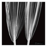 Double Leaf White on Black Affiches par Albert Koetsier