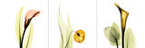 Sandersonia Triple Posters by Albert Koetsier
