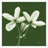 Twin Buds on Green Póster por Albert Koetsier Twin Buds on Green Póster por Albert Koetsier