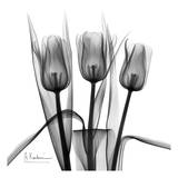 Tulip Trio in Black and White Arte por Albert Koetsier