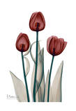 Early Tulips in Red Affiches par Albert Koetsier