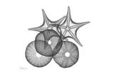 Sea Urchin And Starfish Plakater af Albert Koetsier